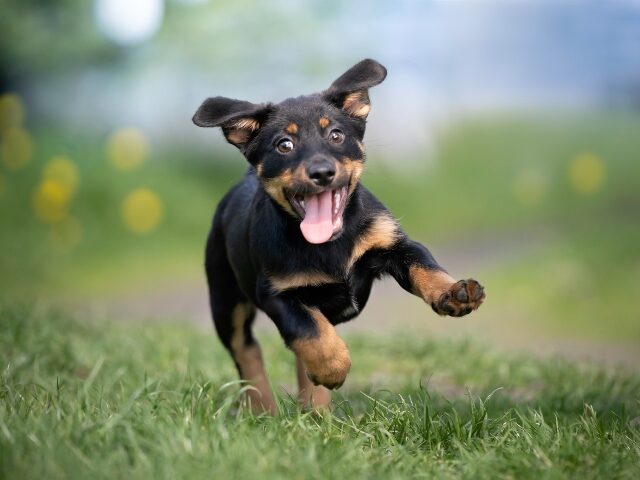 a-puppy-running-in-the-grass-640x480-1 A puppy running in the grass