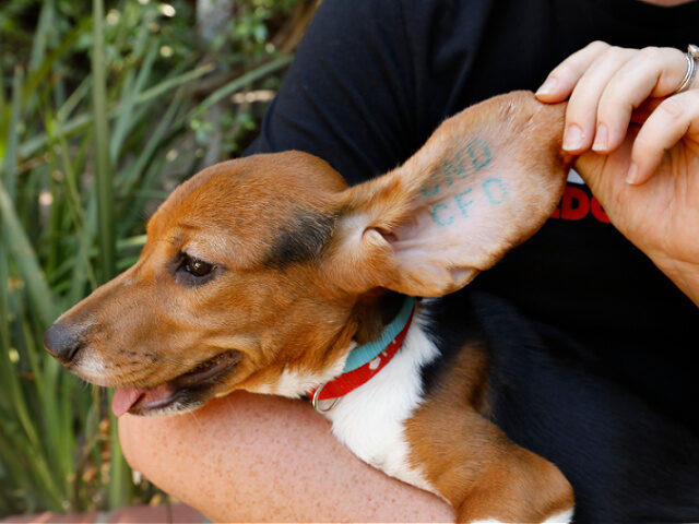 California-Aug22-2022-Beagles-tattoos-testing-getty Los Angeles, Valley Village, CaliforniaAug. 22, 2022Beagles used for testing are tattooed