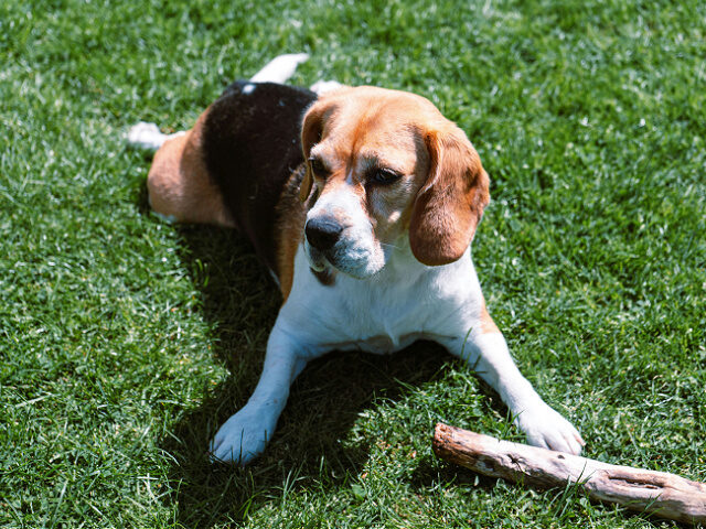 dog-beagle-playing-outside-stock-joe-smith-unsplash Beagle dog lying on the grass with a stick.