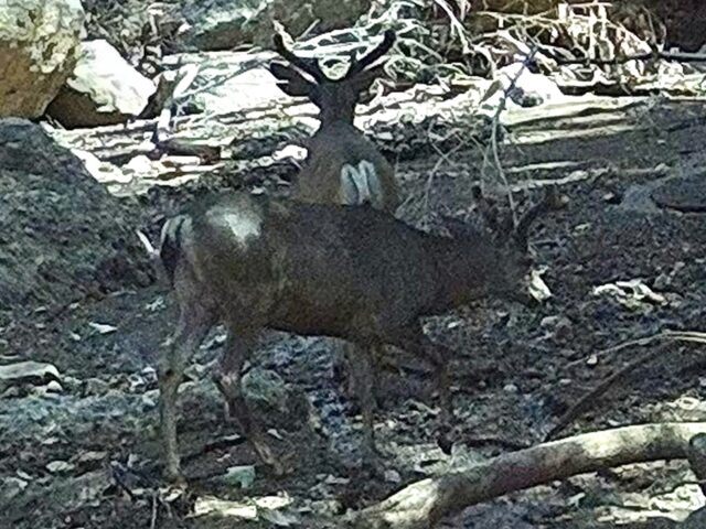 img_0217-2-640x480-1 Deer in Topanga (Joel Pollak / Breitbart News)
