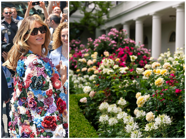 Melania-Rose Garden GIOVANNI ISOLINO/AFP via Getty Images/FLOTUS via X