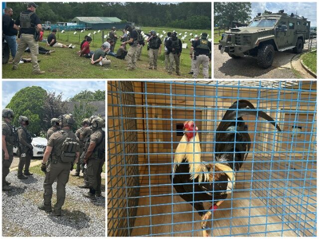 MixCollage-07-May-2025-02-13-PM-9346 ICE Busts Cockfighting Operation in Mississippi. (U.S. Immigration and Customs Enforcement