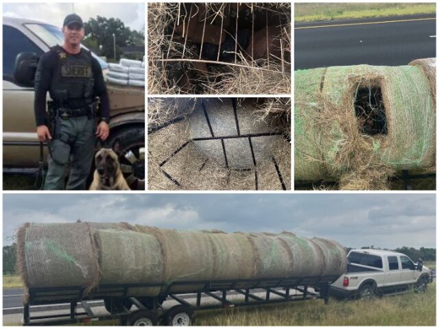 Texas Deputy Finds 12 Illegal Aliens Stuffed in Hay Bales Texas Deputy Finds 12 Illegal Aliens Stuffed in Hay Bales (Fayette County Sheriff's Office