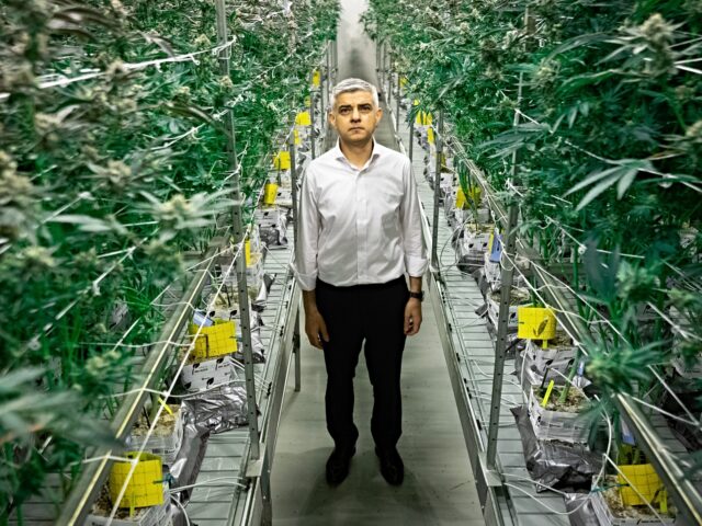 London Mayor Sadiq Khan Mayor of London Sadiq Khan walks through cannabis plants which are being legally cultivate