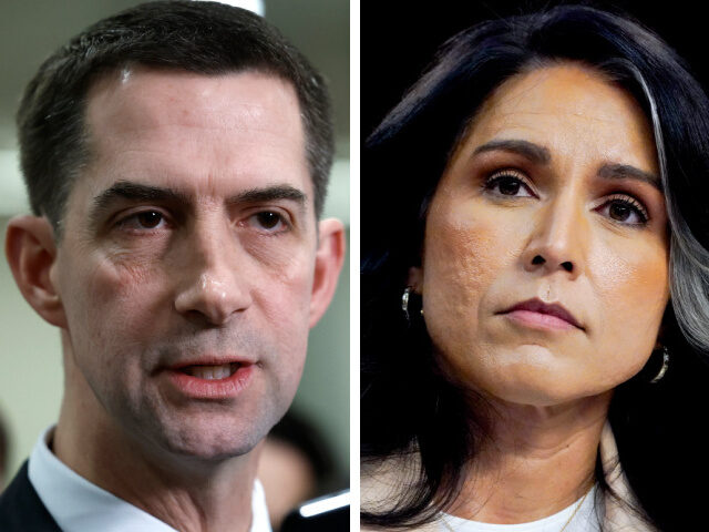 Tom Cotton and Tulsi Gabbard Anna Moneymaker/Getty Images, Kent Nishimura/Bloomberg via Getty Images