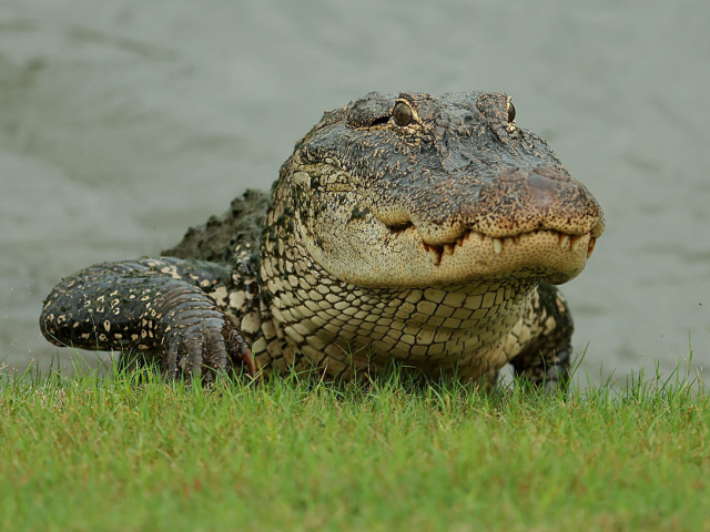 GettyImages-2211793876 AVONDALE, LOUISIANA - APRIL 24: A alligator is seen on day one of the Zurich Classic of Ne