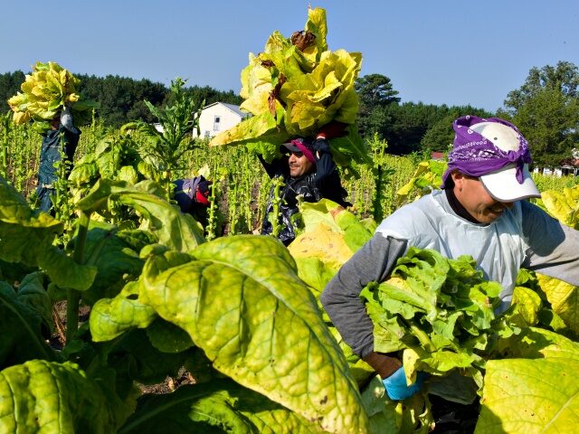 Immigrants in North Carolina Migrant farm workers harvest tobacco plants. The plants can make workers sick on skin cont