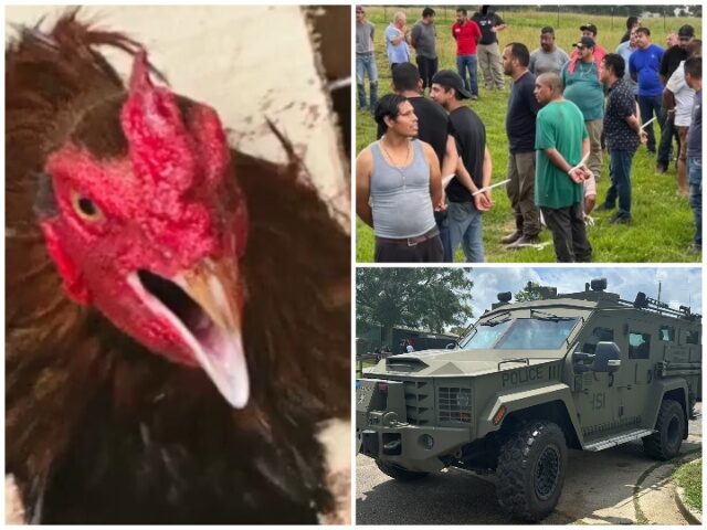 55 Illegal Aliens Busted in ICE Raid on Alabama Cockfight 55 Illegal Aliens Busted in ICE Raid on Alabama Cockfight (U.S. Immigration and Customs En