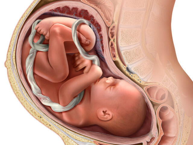 Third Trimester Fetus QAI Publishing/Universal Images Group via Getty Images